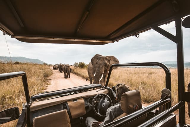 Jungle Safari Adventure